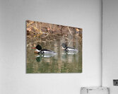 Waterfowl 64 Acrylic Print