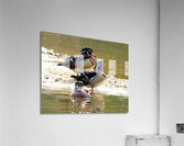 Waterfowl 66 Acrylic Print