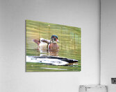 Waterfowl 67 Acrylic Print