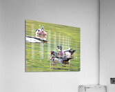 Waterfowl 74 Acrylic Print