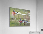 Waterfowl 75 Acrylic Print