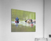 Waterfowl84 Acrylic Print