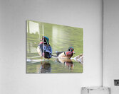 Waterfowl  86 Acrylic Print