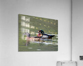 Waterfowl 101 Acrylic Print