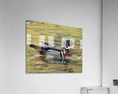 Waterfowl 105 Acrylic Print