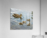 Waterfowl 108 Acrylic Print