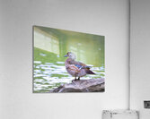 Waterfowl 147 Acrylic Print