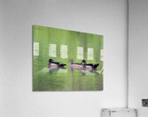 Waterfowl 154 Acrylic Print