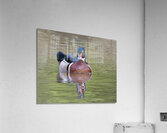 Waterfowl 156 Acrylic Print