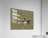 Waterfowl 157 Acrylic Print