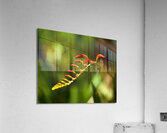 Abstract  45 Acrylic Print