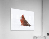 Birds  22 Acrylic Print