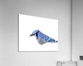 Birds  31 Acrylic Print