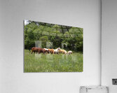 AnimalsInsects 1 Acrylic Print