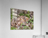 AnimalsInsects 12 Acrylic Print