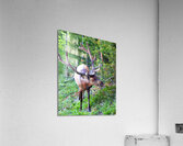 AnimalsInsects 13 Acrylic Print