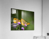AnimalsInsects 19 Acrylic Print