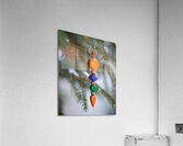 Christmas 16 Acrylic Print