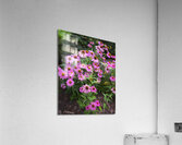 FlowersPlants 14 Acrylic Print