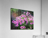 FlowersPlants 18 Acrylic Print