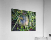 FlowersPlants 31 Acrylic Print