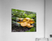 FlowersPlants 34 Acrylic Print