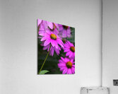 FlowersPlants 41 Acrylic Print