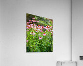 FlowersPlants 43 Acrylic Print