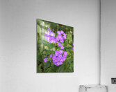 FlowersPlants 46 Acrylic Print