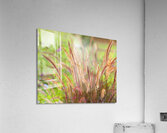 FlowersPlants 49 Acrylic Print