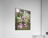 FlowersPlants 56 Acrylic Print