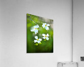 FlowersPlants 58 Acrylic Print