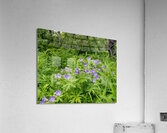 FlowersPlants 59 Acrylic Print