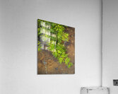 FlowersPlants 60 Acrylic Print