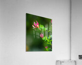 FlowersPlants 62 Acrylic Print