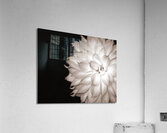FlowersPlants 63 Acrylic Print