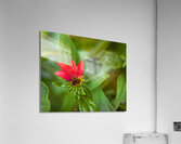 FlowersPlants 72 Acrylic Print