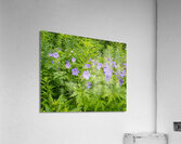 FlowersPlants 73 Acrylic Print