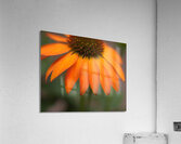 FlowersPlants 74 Acrylic Print