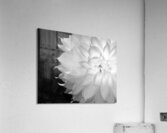 FlowersPlants 75 Acrylic Print