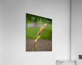 FlowersPlants 97 Acrylic Print