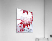 FlowersPlants 112 Acrylic Print