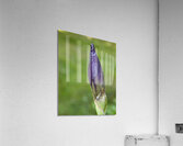 FlowersPlants 115 Acrylic Print