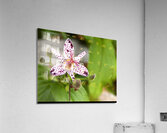 FlowersPlants 123 Acrylic Print