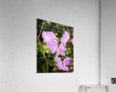 FlowersPlants 128 Acrylic Print