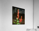 FlowersPlants 134 Acrylic Print