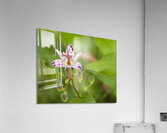 FlowersPlants 135 Acrylic Print