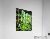 FlowersPlants 138 Acrylic Print