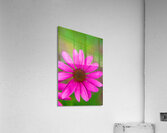 FlowersPlants 139 Acrylic Print