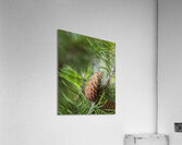 FlowersPlants 141 Acrylic Print
